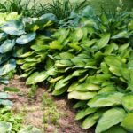 Augalai, kuriems nereikalinga priežiūra: TOP 10 atsparių augalų Lietuvos sodui