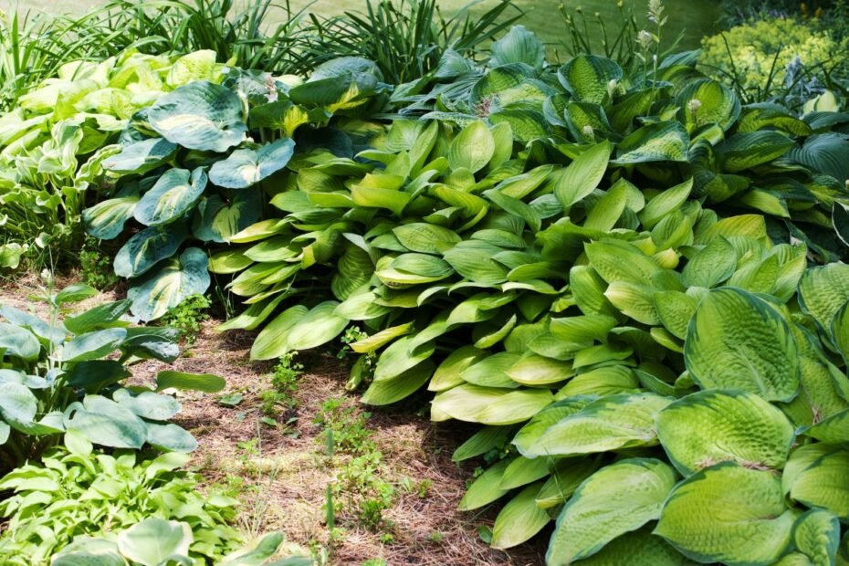 Augalai, kuriems nereikalinga priežiūra: TOP 10 atsparių augalų Lietuvos sodui