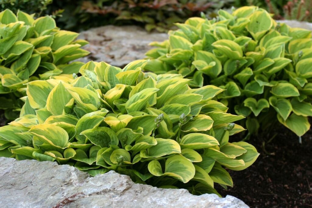 Augalai, kuriems nereikalinga priežiūra: melsvė (Hosta)