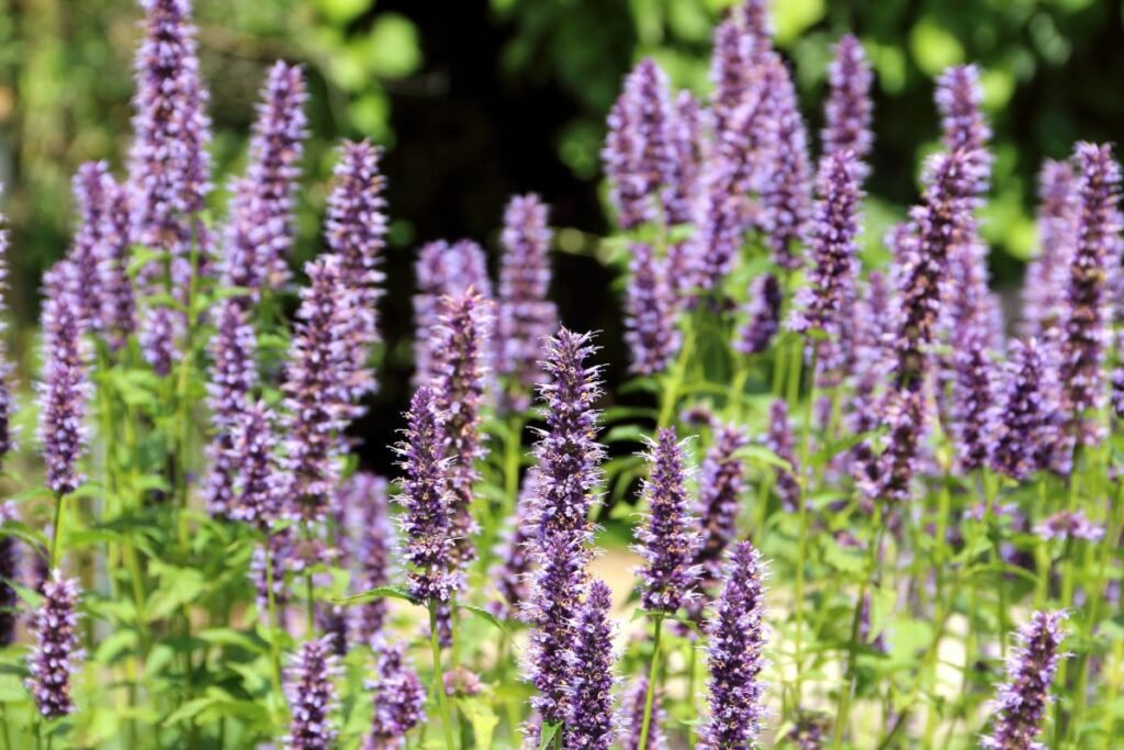 Augalai, kuriems nereikalinga priežiūra: kinmėtė (Agastache)