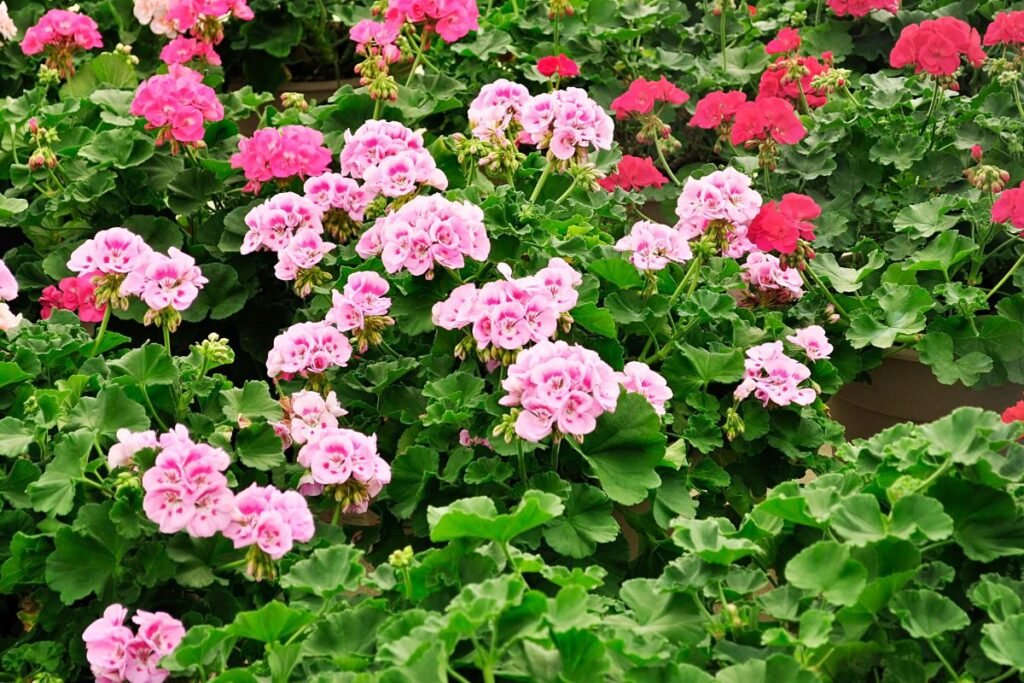 Augalai, kuriems nereikalinga priežiūra: snaputis (Geranium)