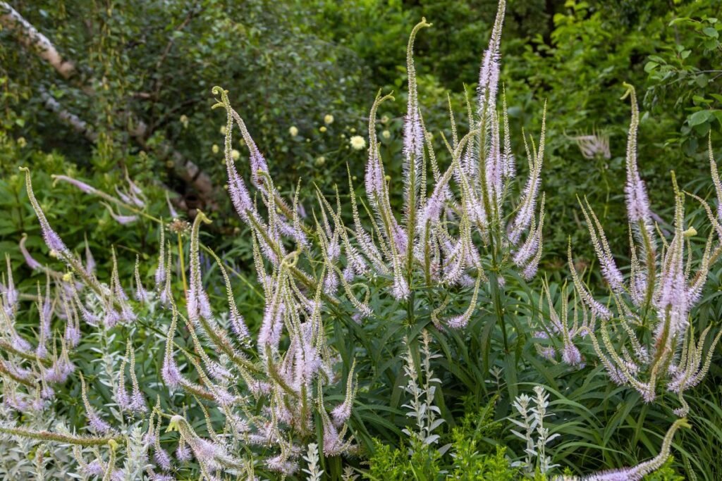 Augalai, kuriems nereikalinga priežiūra: virgininis veronikūnas (Veronicastrum virginicum)