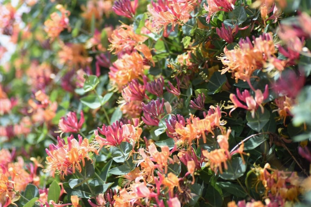 Augalai, kuriems nereikalinga priežiūra: vijoklinis sausmedis (Lonicera periclymenum)