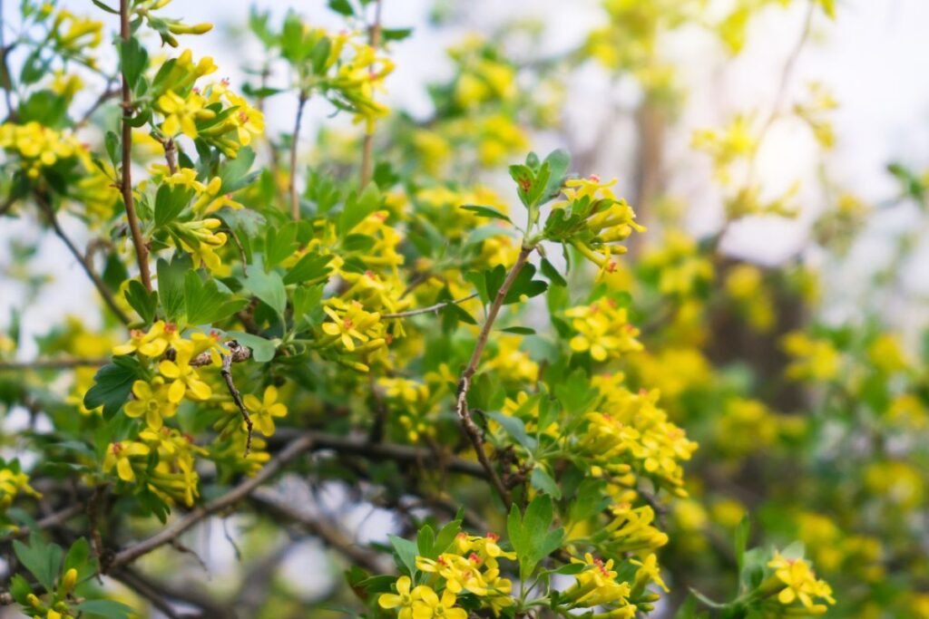 Augalai, kuriems nereikalinga priežiūra: auksuotasis serbentas (Ribes aureum)