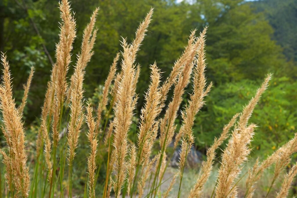 Augalai, kuriems nereikalinga priežiūra: smailiažiedis lendrūnas (Calamagrostis x acutiflora 'Karl Foerster')