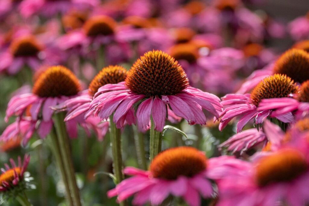 Augalai, kuriems nereikalinga priežiūra: rausvažiedė ežiuolė (Echinacea purpurea)