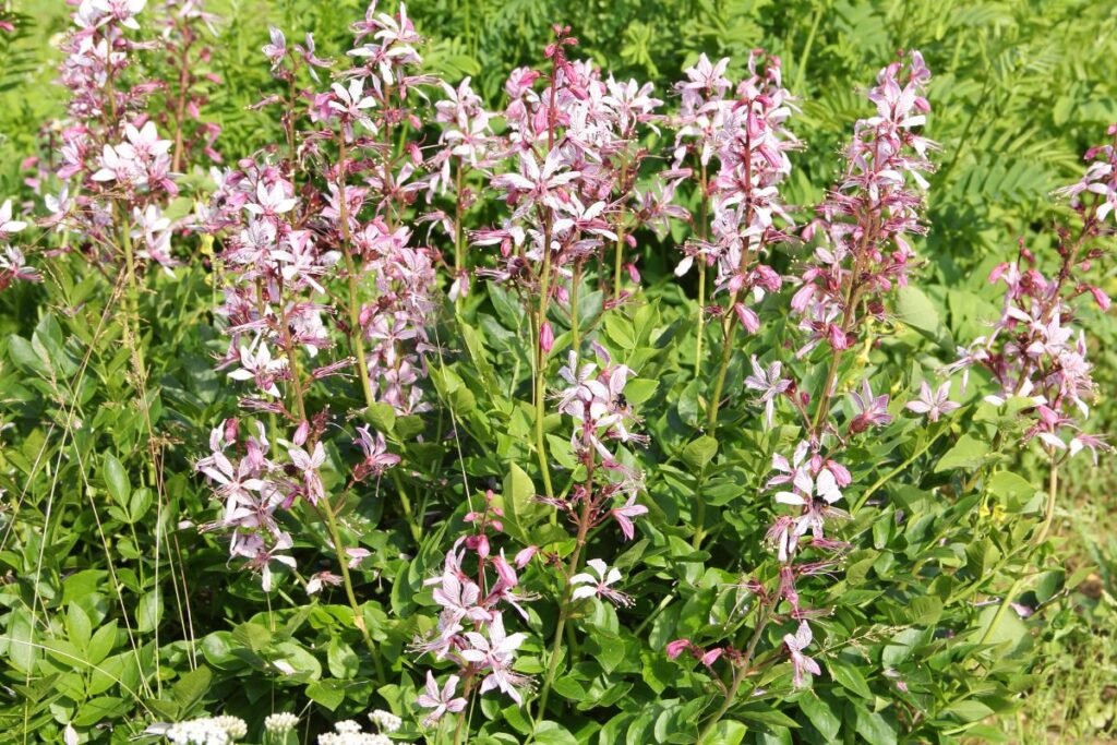 Augalai, kuriems nereikalinga priežiūra: baltasis diktonas (Dictamnus albus)