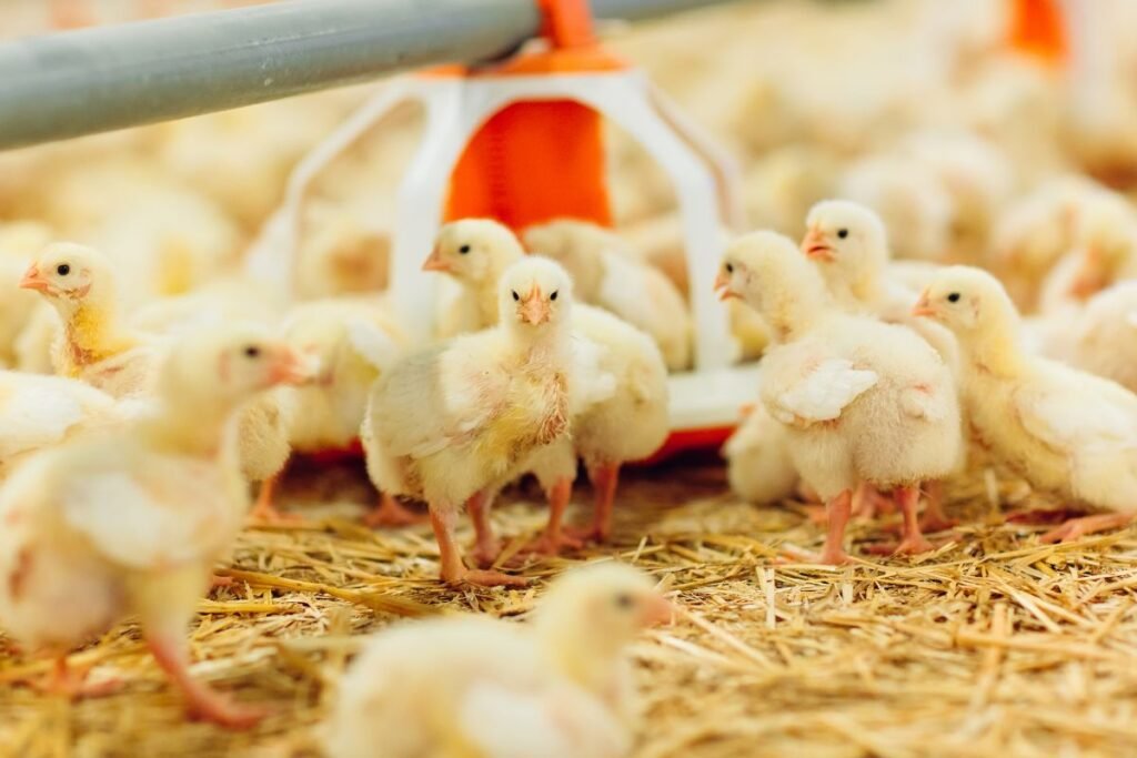 Kada ir kaip pirkti viščiukus?