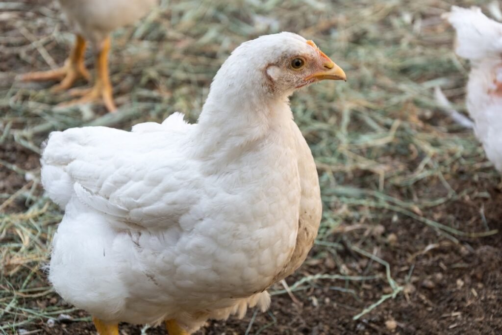 Mėsinių viščiukų auginimo iššūkiai: švara, temperatūra ir stresas