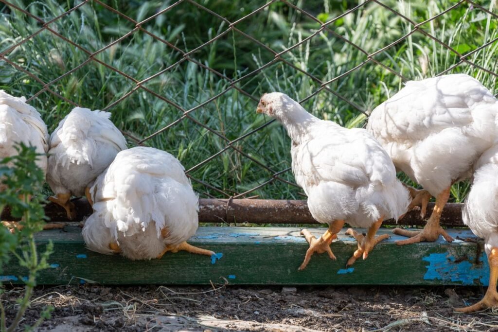 Ar broilerių auginimas tinka sodybos sąlygomis?