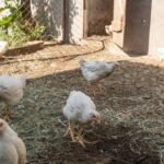 Broileriai jūsų sodyboje: kaip užsiauginti kokybišką mėsą savo reikmėms?