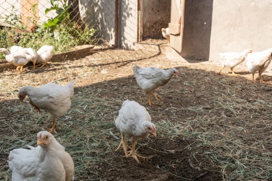 Broileriai jūsų sodyboje: kaip užsiauginti kokybišką mėsą savo reikmėms?