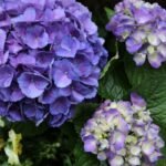 Didžialapių hortenzijų tręšimas: ką būtina žinoti norint gausaus žydėjimo?