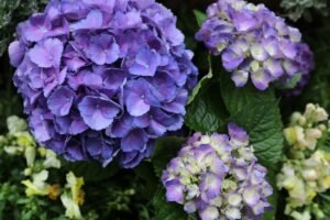 Didžialapių hortenzijų tręšimas: ką būtina žinoti norint gausaus žydėjimo?
