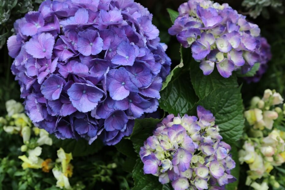 Didžialapių hortenzijų tręšimas: ką būtina žinoti norint gausaus žydėjimo?