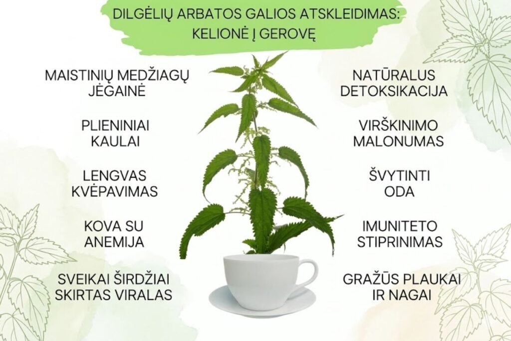 Dilgėlių gydomosios savybės: tai, ką žino kiekviena bobutė, ir tai, ko dar nežino mokslas