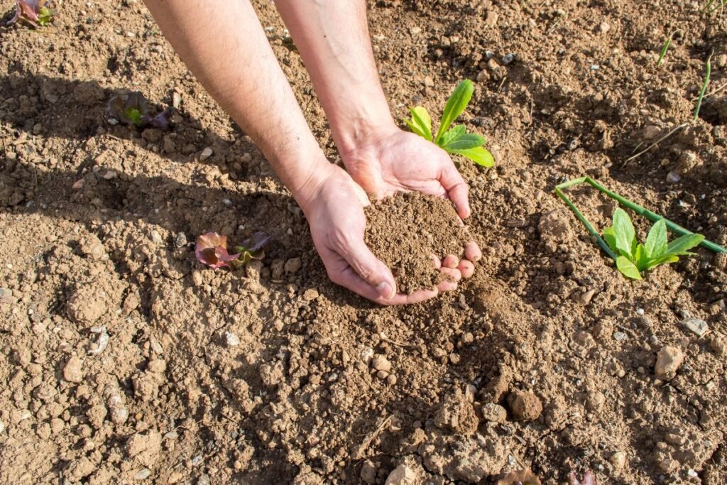 Dirvožemio gerinimas, kurį verta žinoti