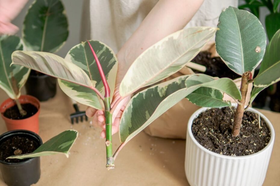 Fikusų dauginimas: nuo pjūvio iki naujo augalo. Ką daryti, kad pavyktų?