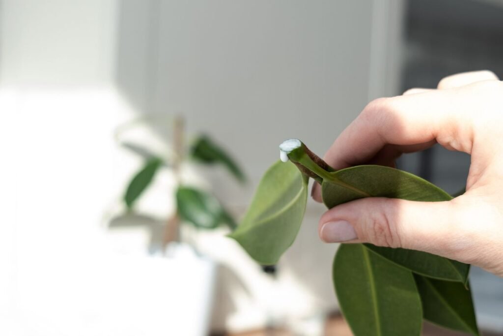 Klasikinis metodas: fikusų dauginimas viršūniniais auginiais