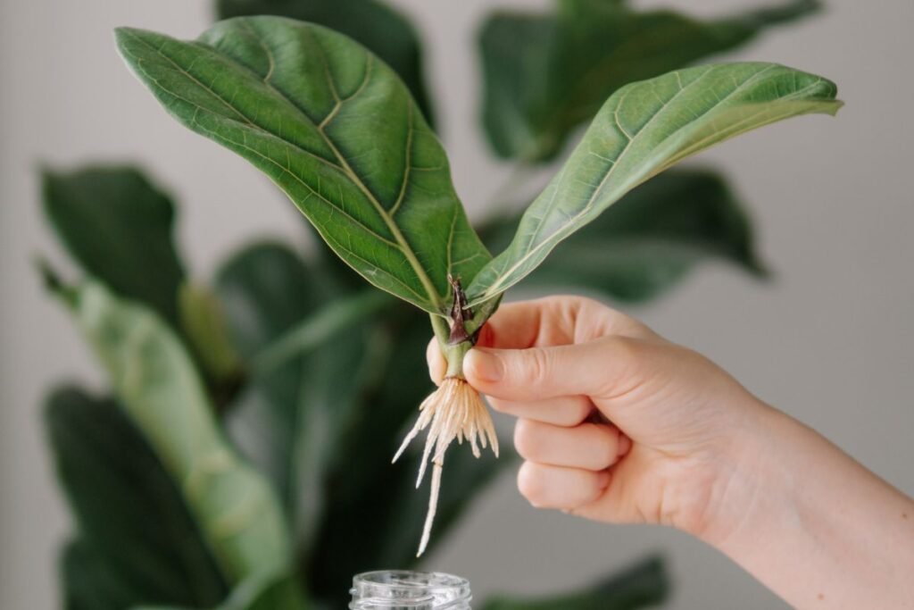 Fikusų dauginimas: trys kritinės klaidos