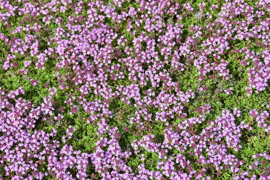 Paprastasis čiobrelis — populiariausias ir aromatingiausias pasirinkimas