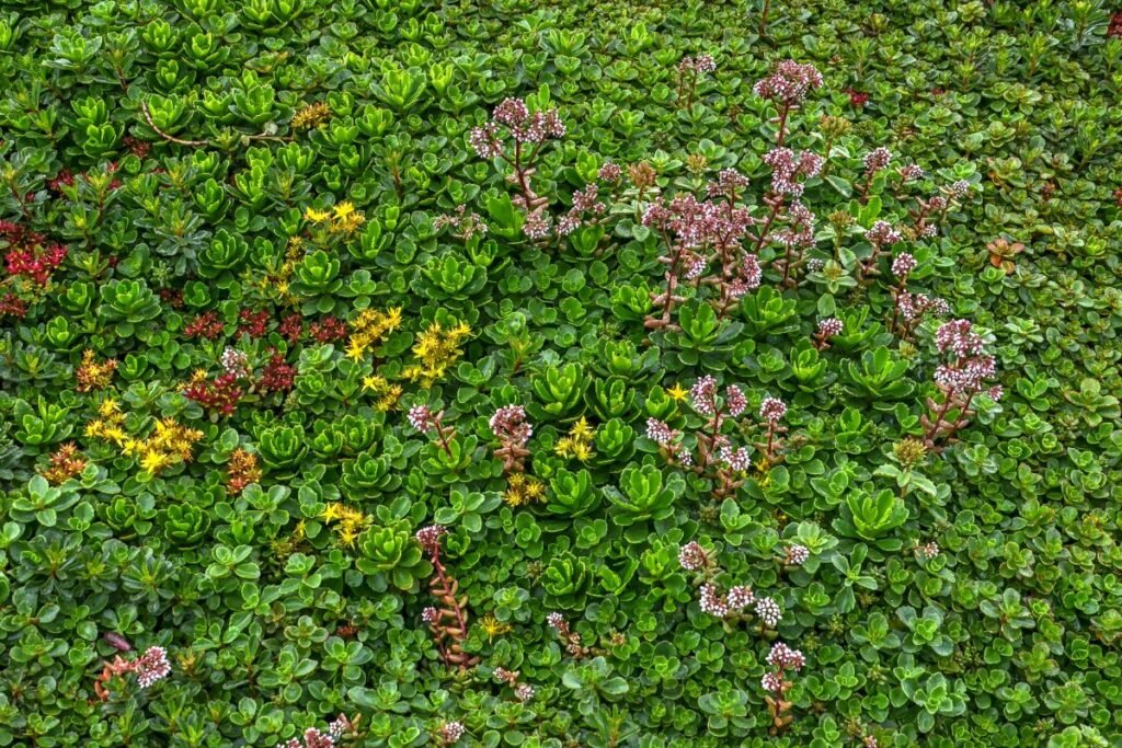 Kiti augalai, tinkantys gėlių vejai Lietuvoje