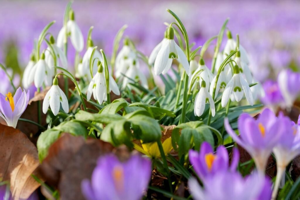 Pavasaris – žiedai, pralenkiantys lapus