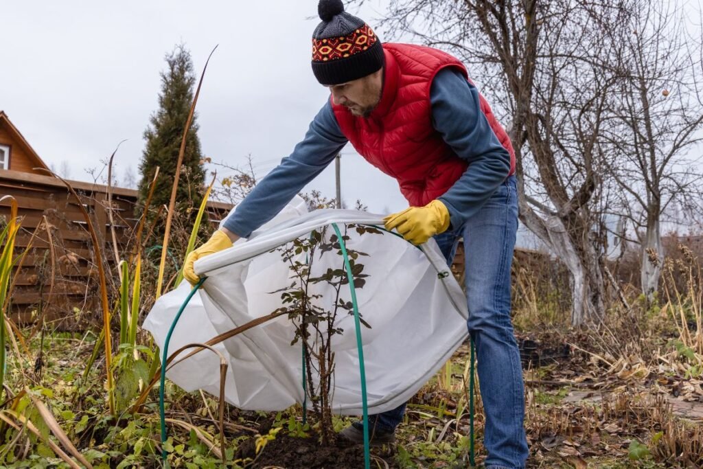 Šalnų apsauga ir žieminė geotekstilė sodininkams
