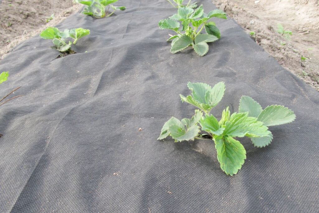 Geotekstilė nuo piktžolių: kas veikia, o kas – ne?