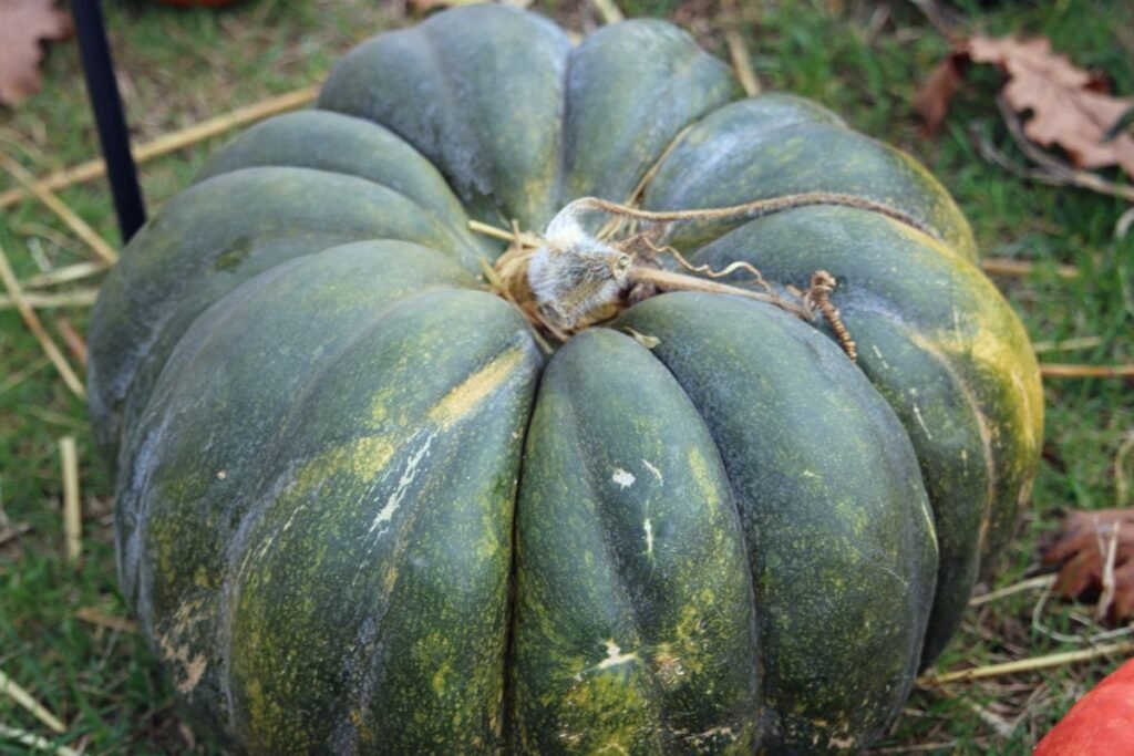 Geriausios moliūgų veislės: muskatiniai aristokratai