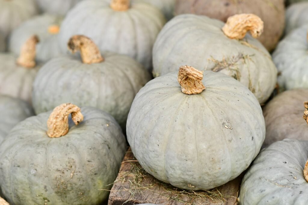 Geriausios moliūgų veislės: Hokkaido revoliucija