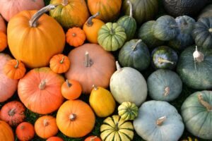 Geriausios moliūgų veislės: kaip užauginti tikrą rudens karalių savo darže?