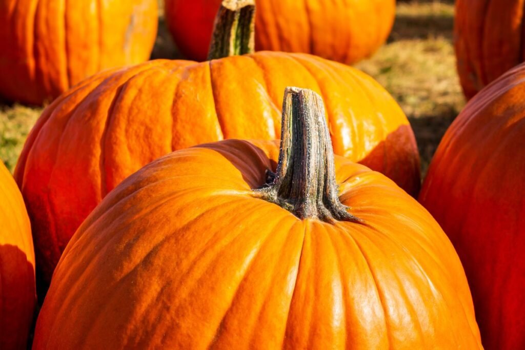 Nuo ko pradėti: hibridų ir veislių dvikova