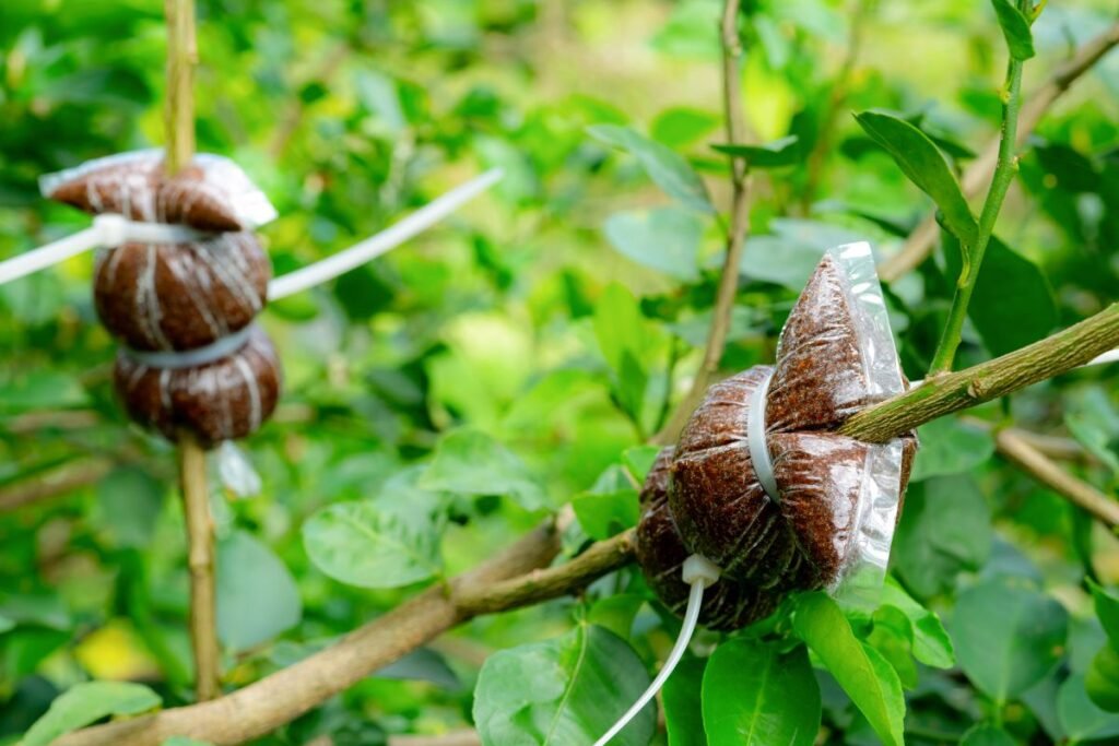 Inovatyvūs auginimo metodai: naujas požiūris į augalų dauginimą