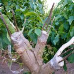 Inovatyvūs auginimo metodai: kaip paversti savo sodą ateities ūkiu?