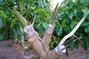 Inovatyvūs auginimo metodai: kaip paversti savo sodą ateities ūkiu?