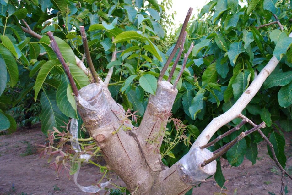 Inovatyvūs auginimo metodai: kaip paversti savo sodą ateities ūkiu?