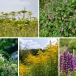 Invaziniai augalai – gražūs, bet mirtini svečiai jūsų sodybos ekosistemoje