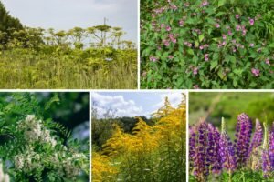 Invaziniai augalai – gražūs, bet mirtini svečiai jūsų sodybos ekosistemoje