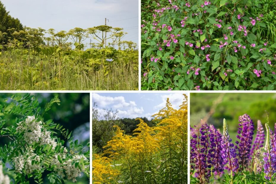 Invaziniai augalai – gražūs, bet mirtini svečiai jūsų sodybos ekosistemoje
