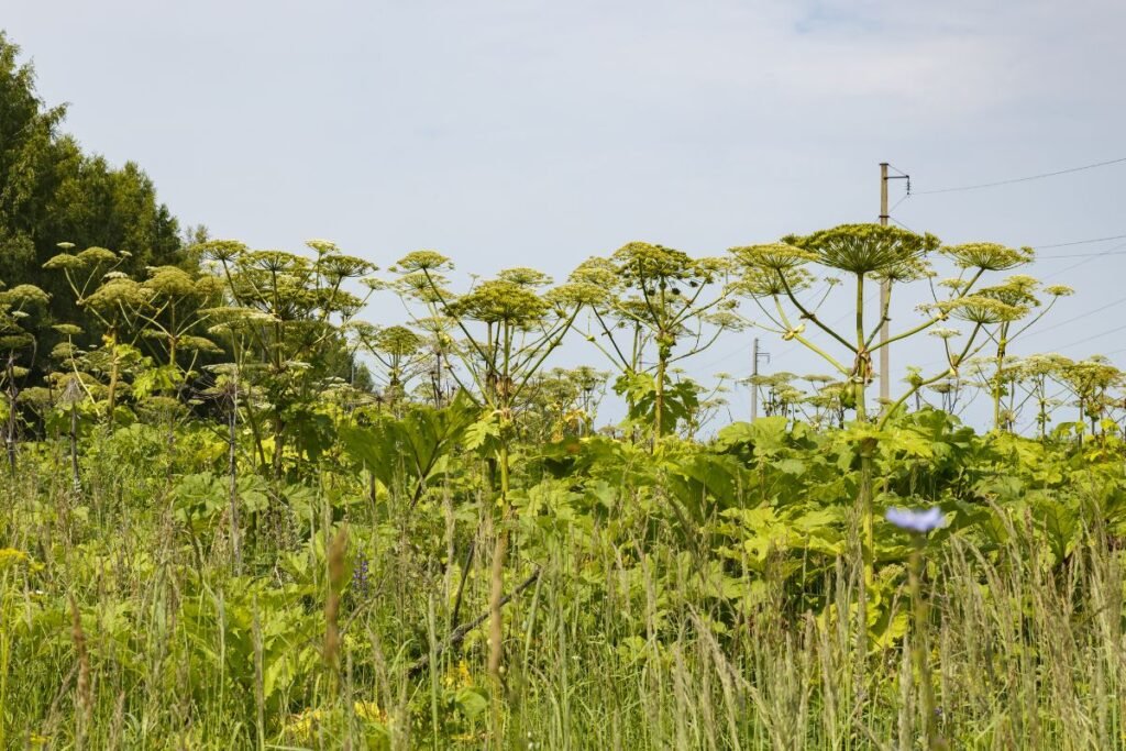 Didžiausi Lietuvos „priešai“: nuo barščių iki rykštenių