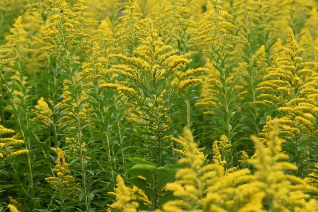 Didžiausi Lietuvos „priešai“: nuo barščių iki rykštenių
