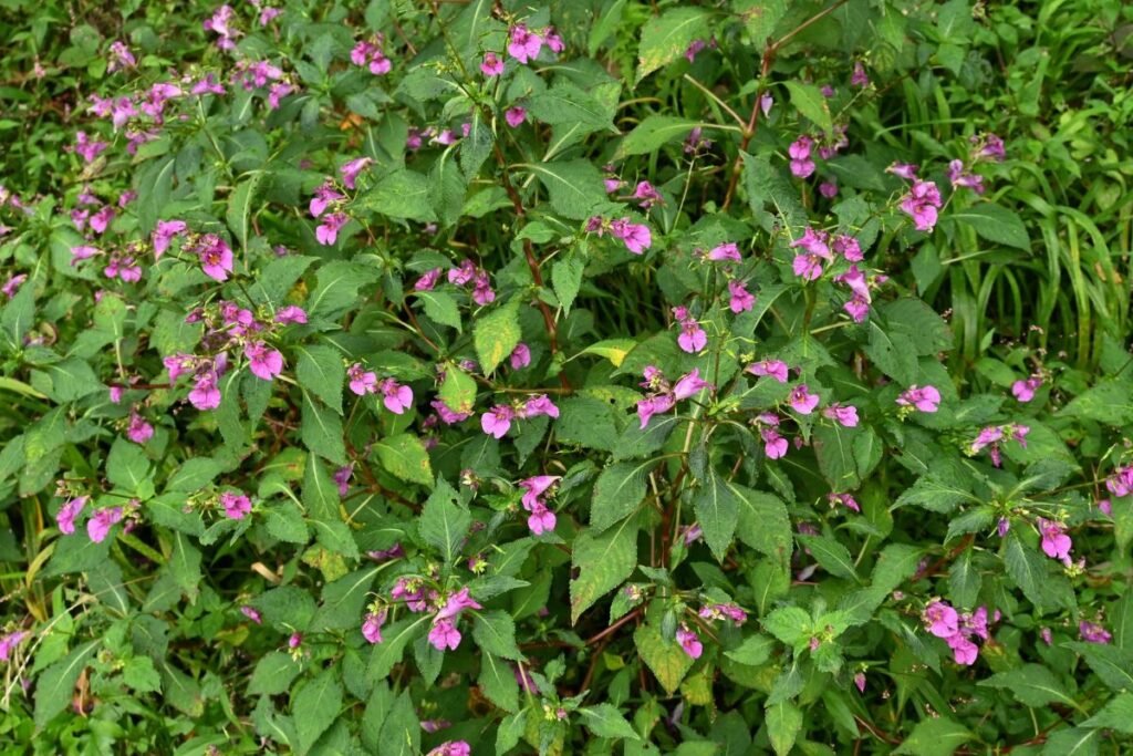 Prevencija: kaip apsaugoti savo sodą?