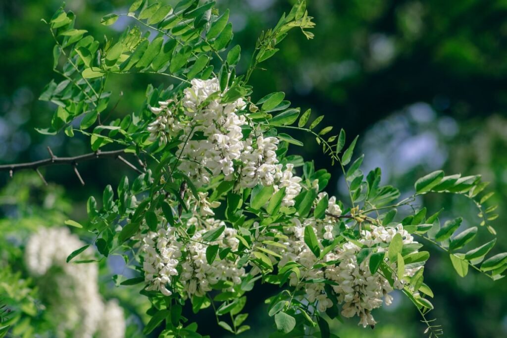 Kodėl invaziniai augalai neturėtų patekti į jūsų gėlyną?