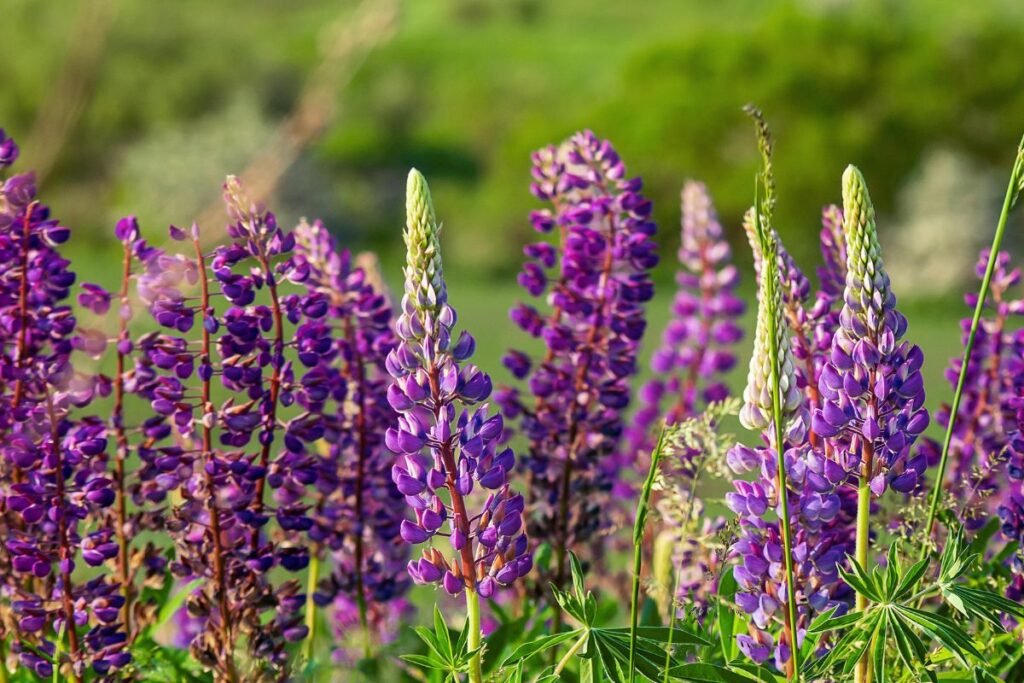 Kodėl invaziniai augalai neturėtų patekti į jūsų gėlyną?