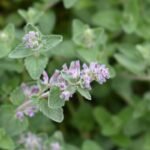 Katžolės dauginimas auginiais ir dalijimu – paprasta, jei žinote kelias gudrybes