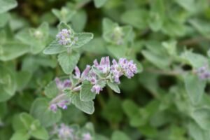 Katžolės dauginimas auginiais ir dalijimu – paprasta, jei žinote kelias gudrybes