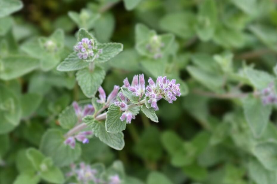 Katžolės dauginimas auginiais ir dalijimu – paprasta, jei žinote kelias gudrybes