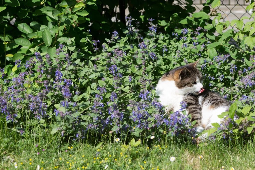 Katžolės dauginimas: dažniausios klaidos, kurių verta vengti