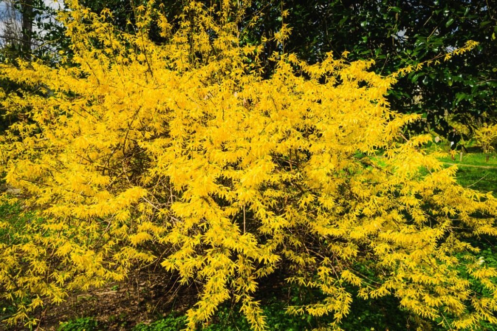 Forsitija – geltona pavasario vėliava